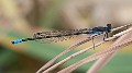 Pseudagrion deningi, Botswana--4